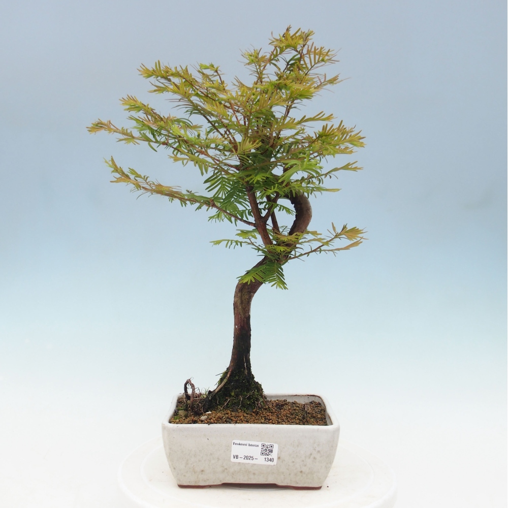 Outdoor bonsai - Metasequoia glyptostroboides - Chinese Metasequoia