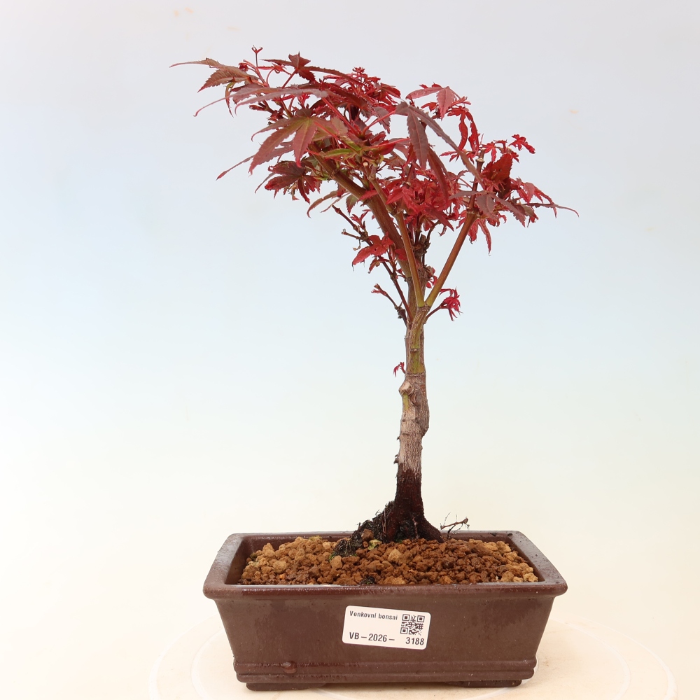 Outdoor Bonsai - Japanese Maple - Acer palmatum 'Berry Broom' 