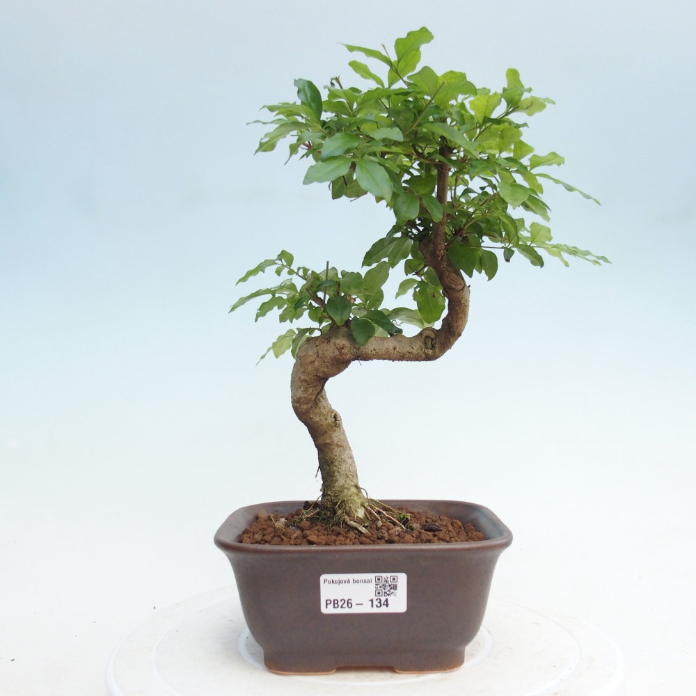 Room bonsai -Ligustrum chinensis - Birds Beak