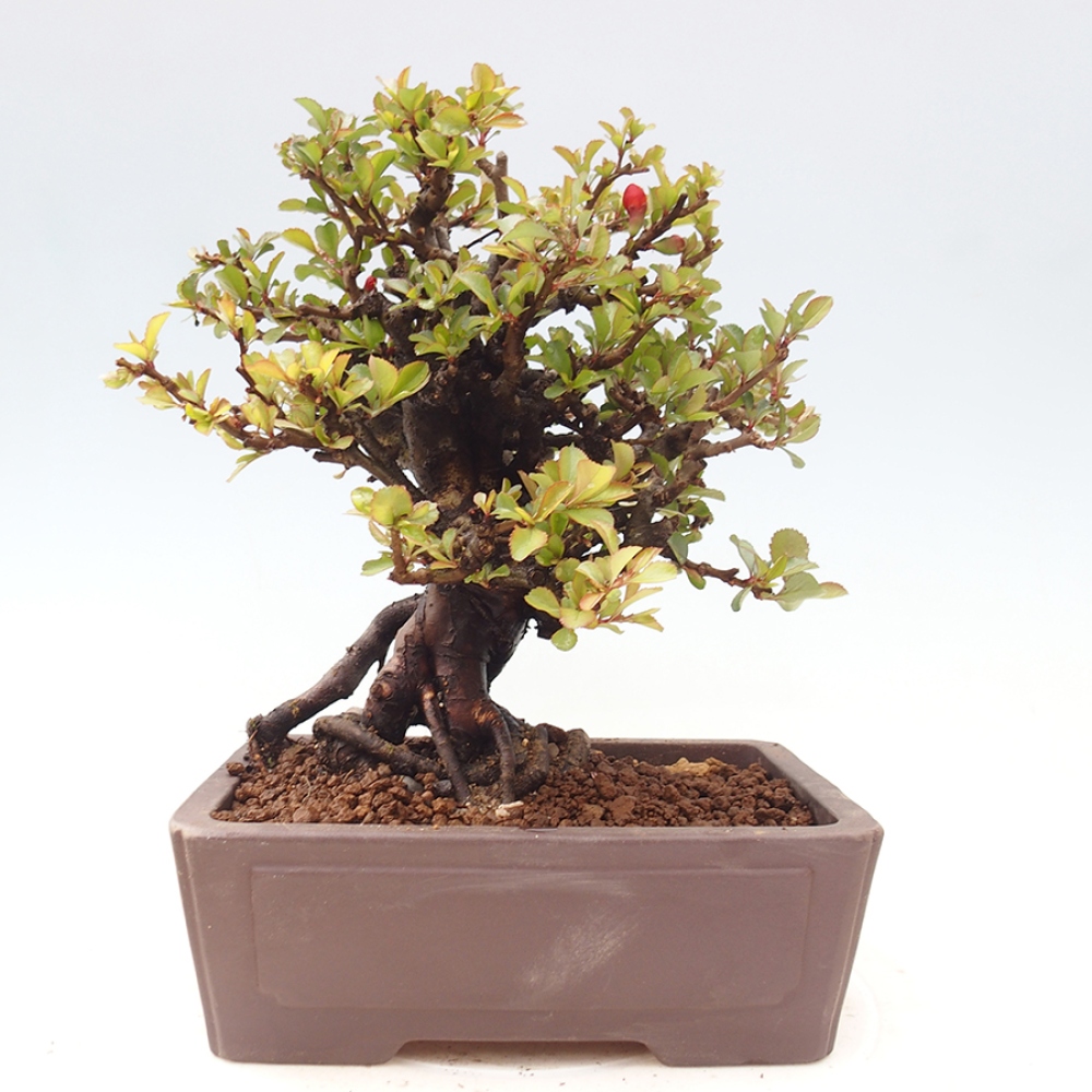 Outdoor bonsai - Chaneomeles speciosa - Quince