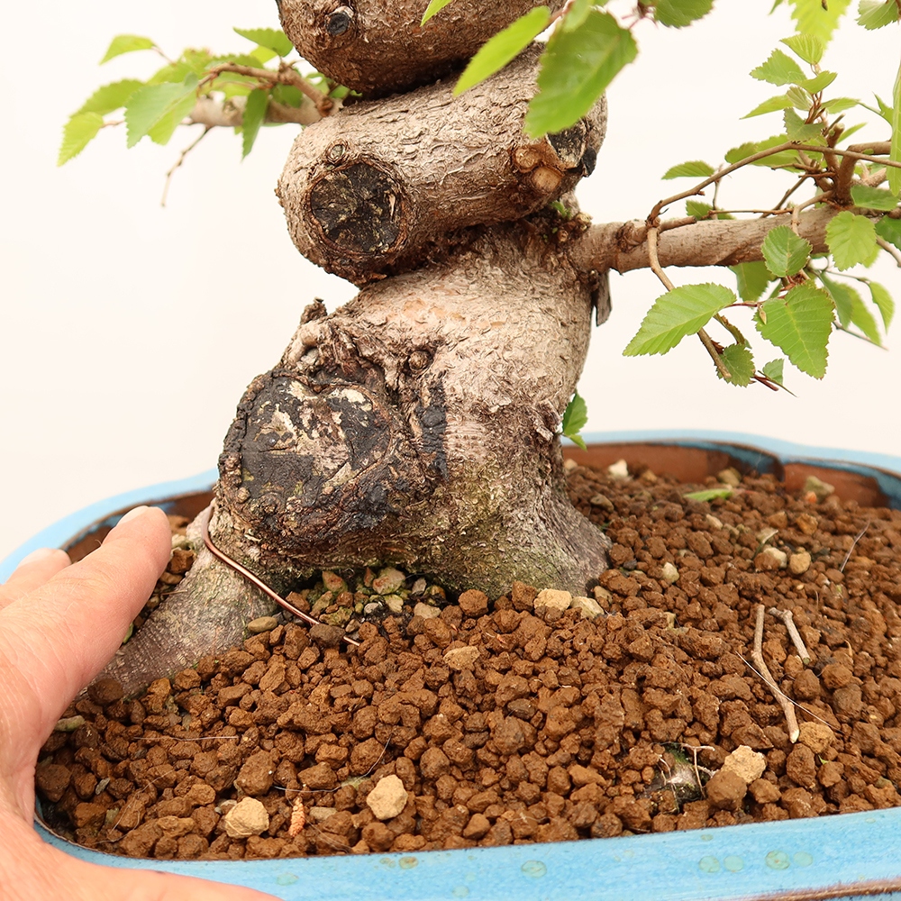 Outdoor bonsai - Carpinus Coreana - Korean hornbeam