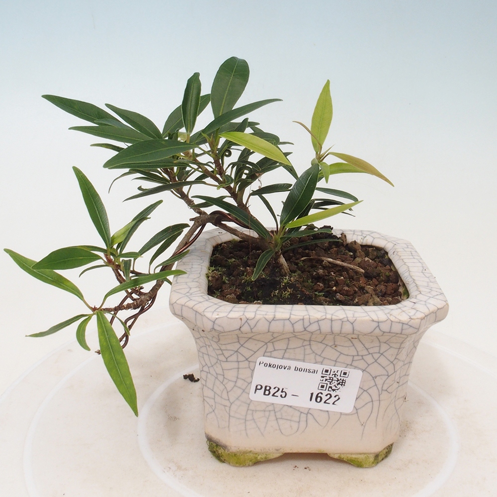 Indoor bonsai - Ficus nerifolia - small-leaved ficus