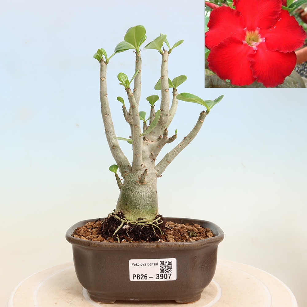 Indoor Bonsai - Adenium obesum Red Star - Desert Rose