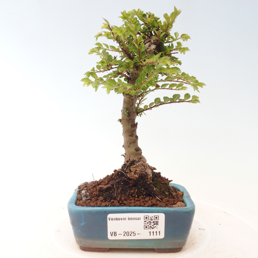Outdoor bonsai - Ulmus parvifolia Sagei - Small-leaved elm