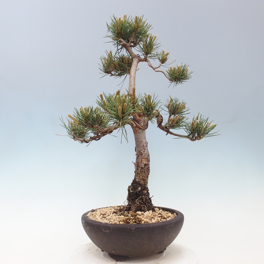 Outdoor bonsai - Pinus Sylvestris - Scots pine