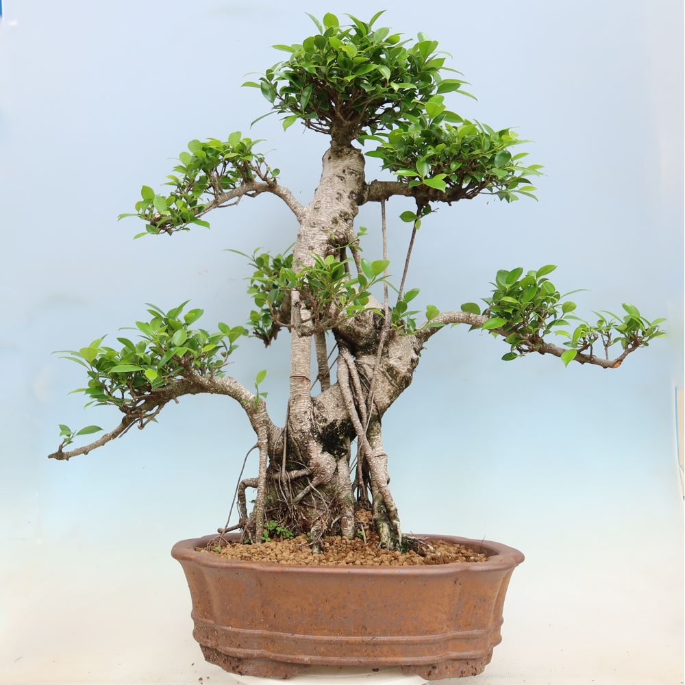Room bonsai - Ficus kimmen - small-leaved ficus