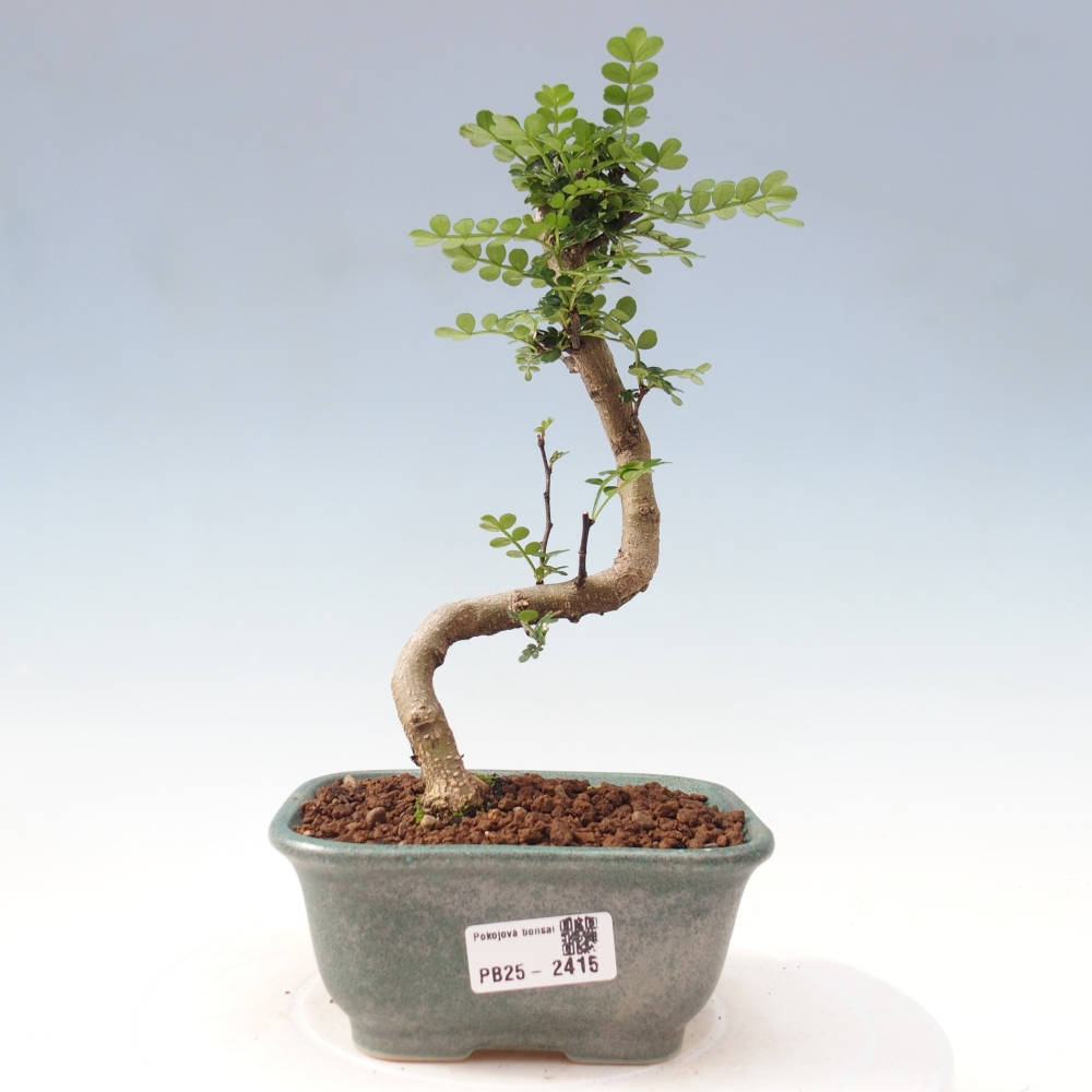 Indoor bonsai - Zantoxylum piperitum - Peppermint