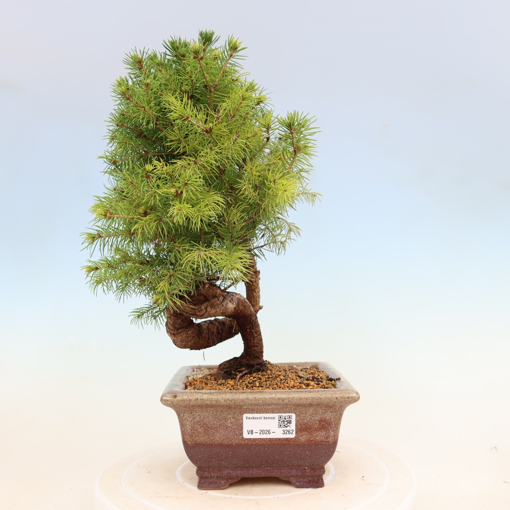 Outdoor bonsai - Spruce - Picea glauca globe