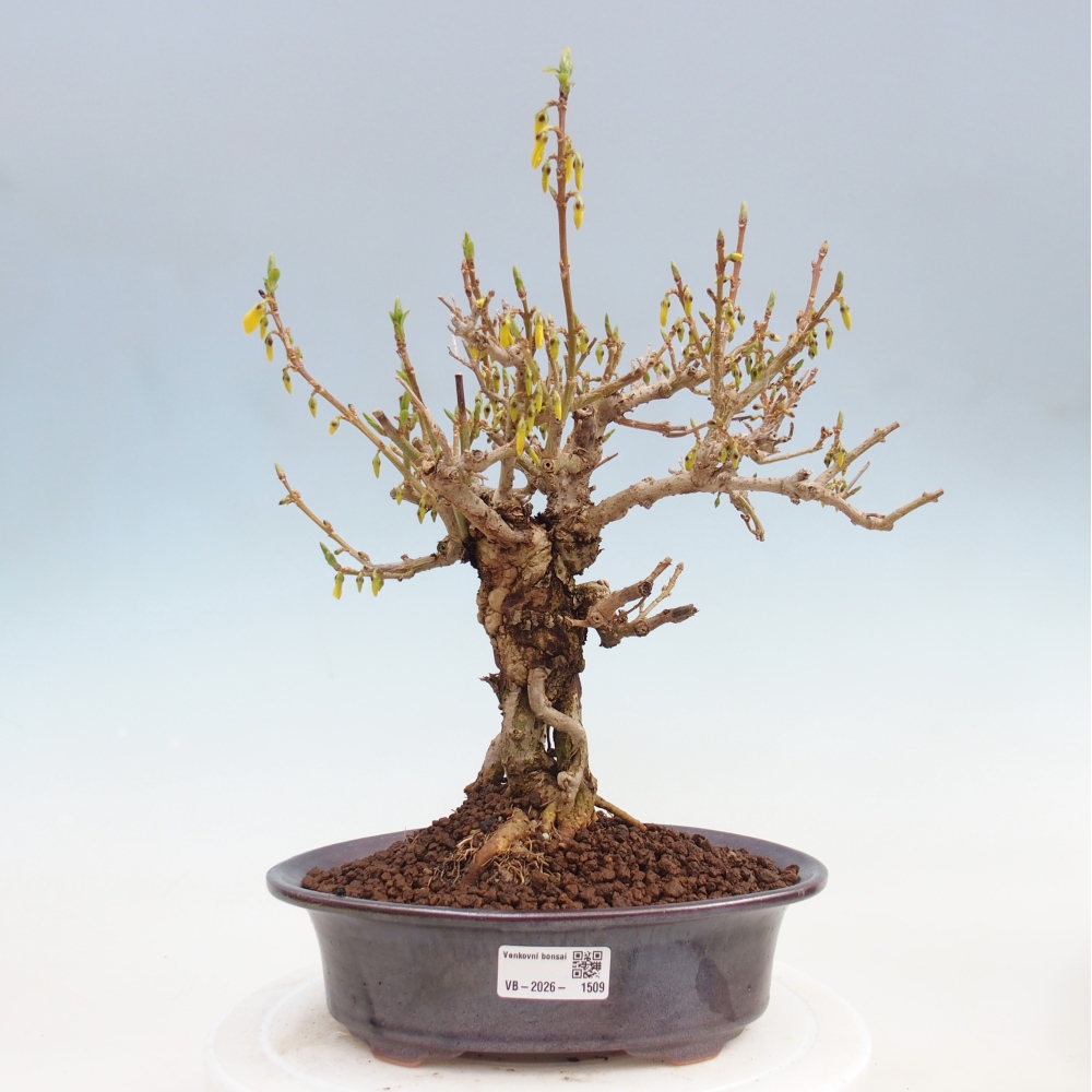 Outdoor bonsai - Zlatice - Forsythia koreana