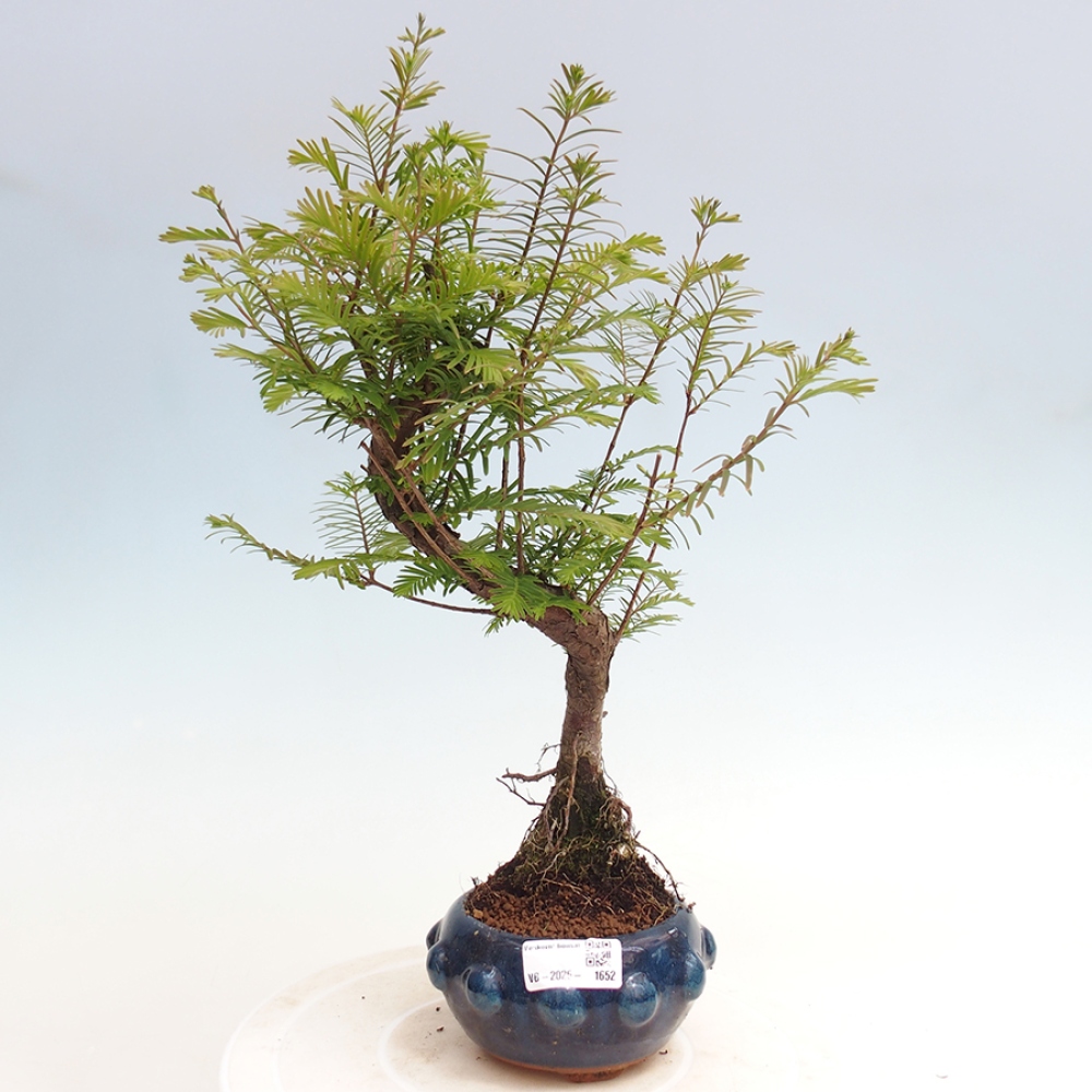Outdoor bonsai - Metasequoia glyptostroboides - Chinese Metasequoia