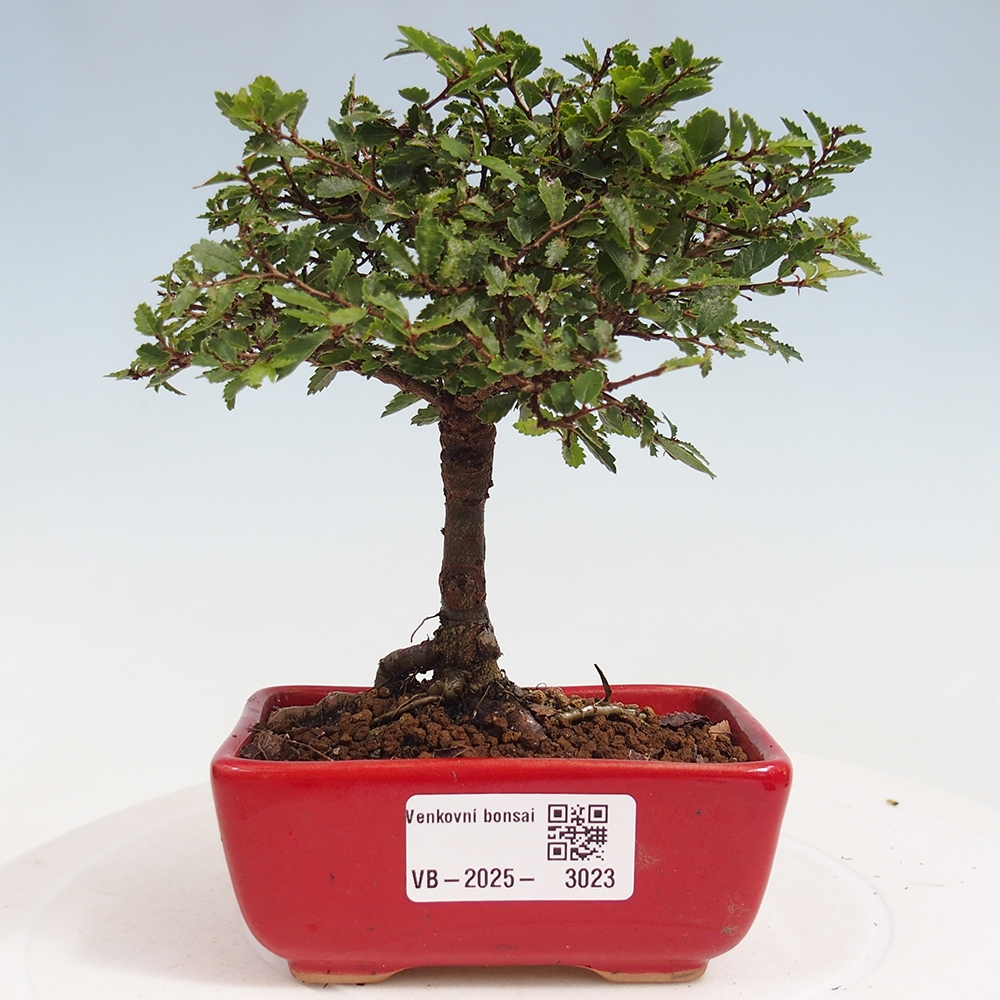 Outdoor bonsai - Ulmus parvifolia Sagei - Small-leaved elm