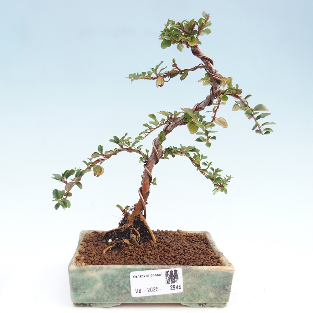 Outdoor bonsai - Cotoneaster horizontalis - Rock tree