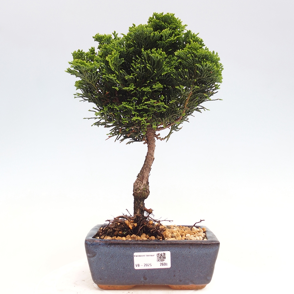 Outdoor bonsai - Cham.pis obtusa Nana Gracilis - Cypress