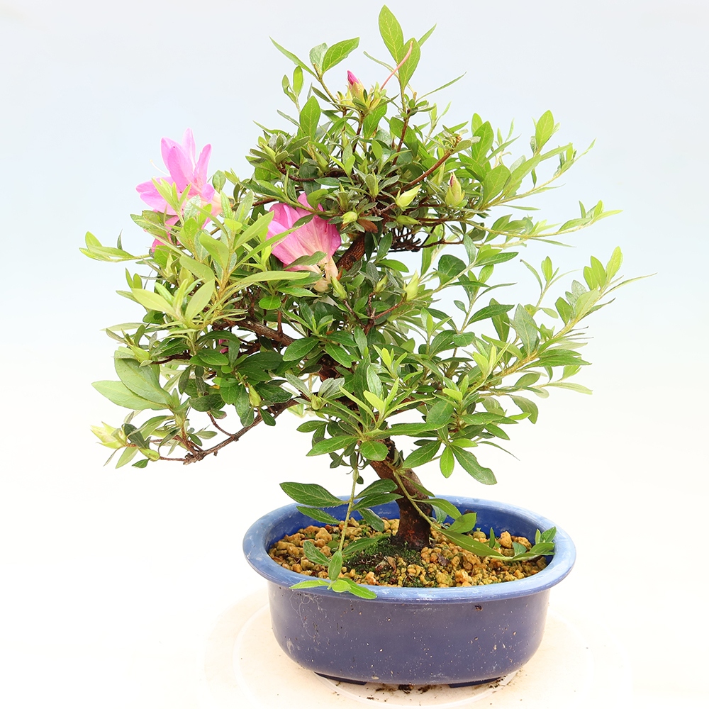 Outdoor bonsai - Japanese Azalea - Azalea Yoko