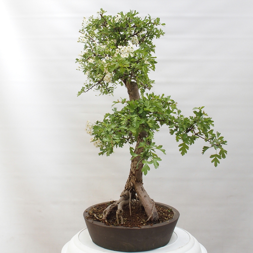 Outdoor bonsai - Hawthorn - Crataegus monogyna
