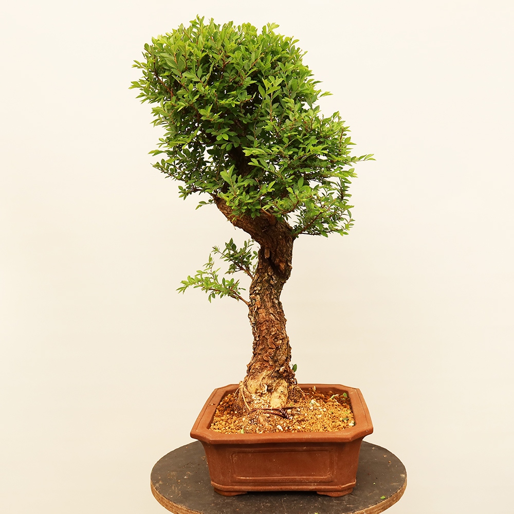 Outdoor bonsai - Zelkova - Zelkova NIRE