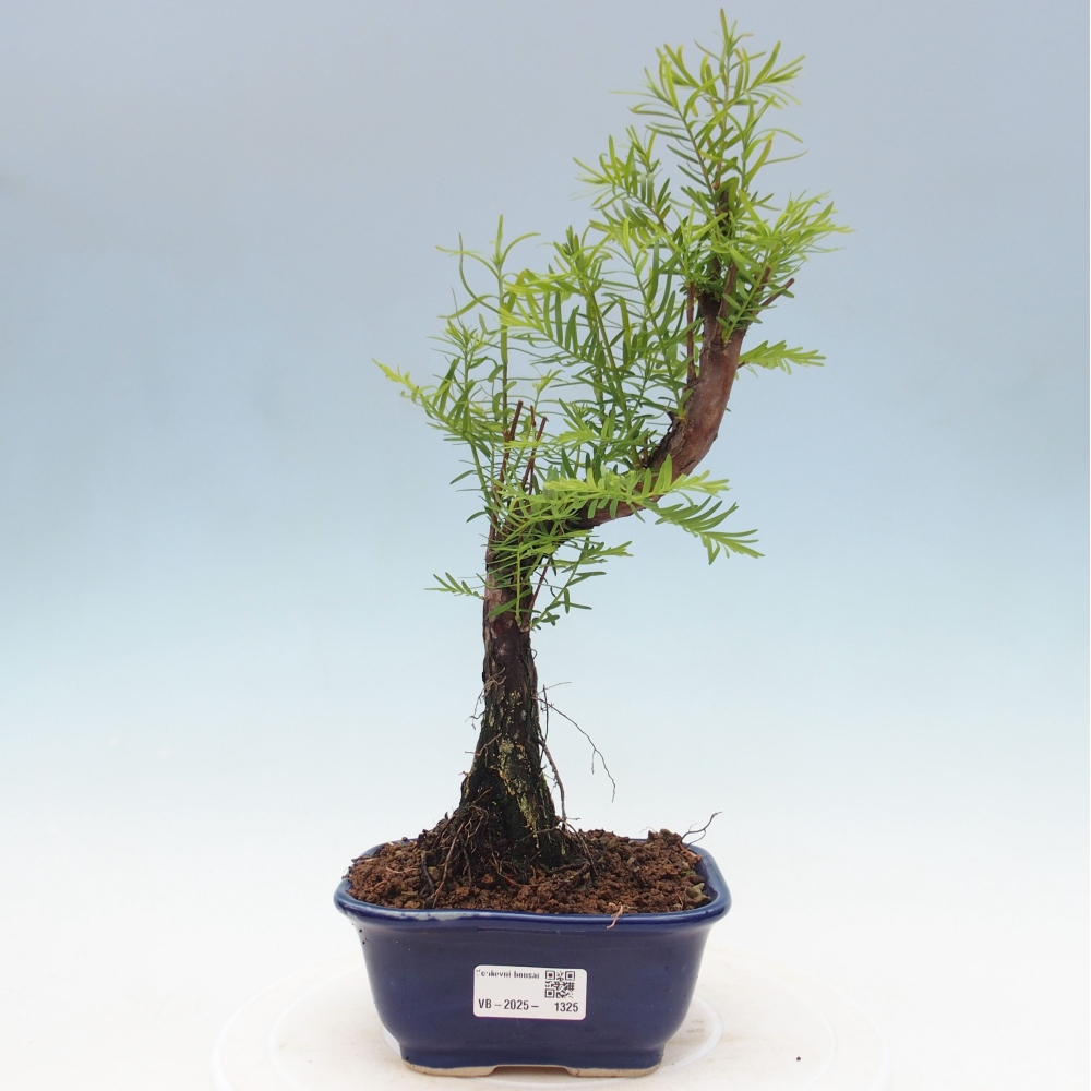 Outdoor bonsai - Metasequoia glyptostroboides - Chinese Metasequoia