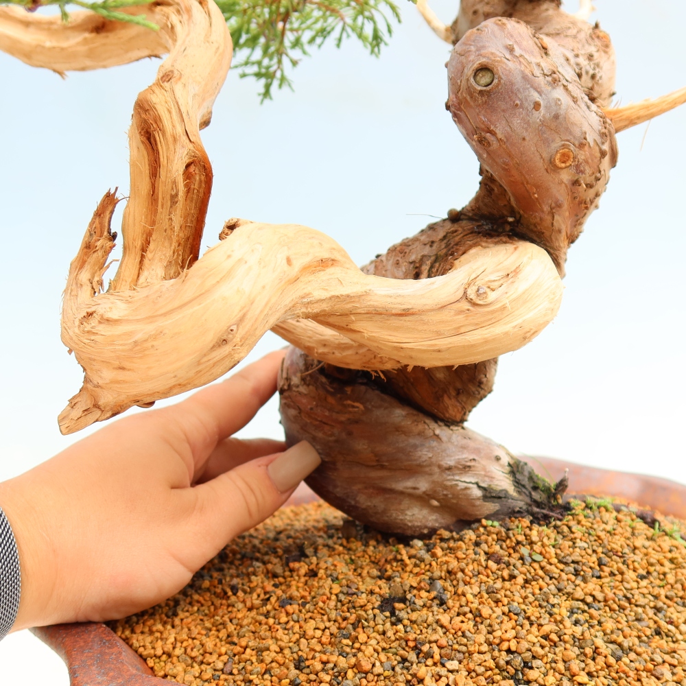 Outdoor Bonsai - Juniperus chinensis Itoigawa - Chinese Juniper