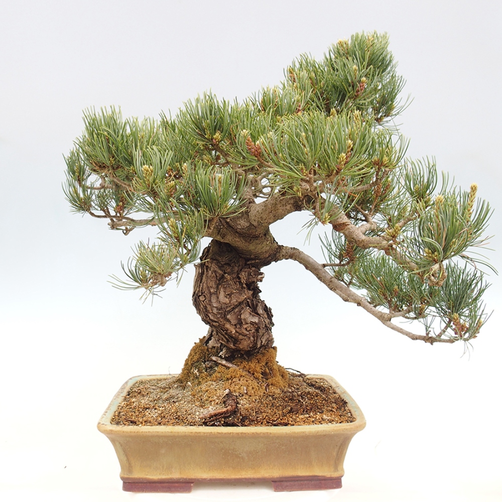 Outdoor bonsai - Pinus parviflora - Pinus parviflora