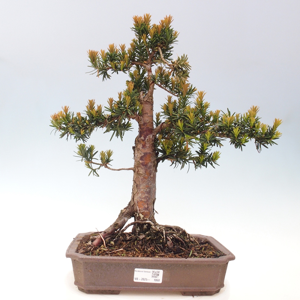 Outdoor bonsai - Taxus cuspidata - Japanese yew