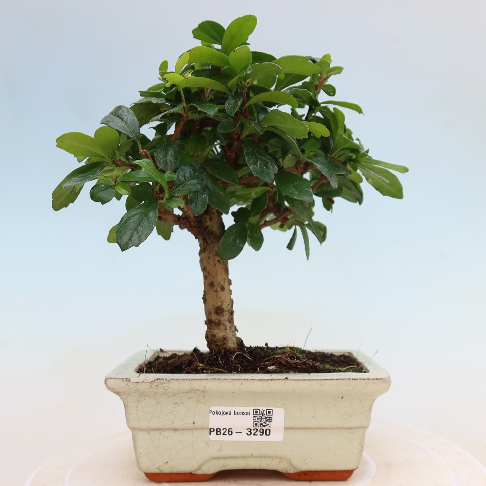 Room bonsai - Carmona macrophylla - Tea fuki