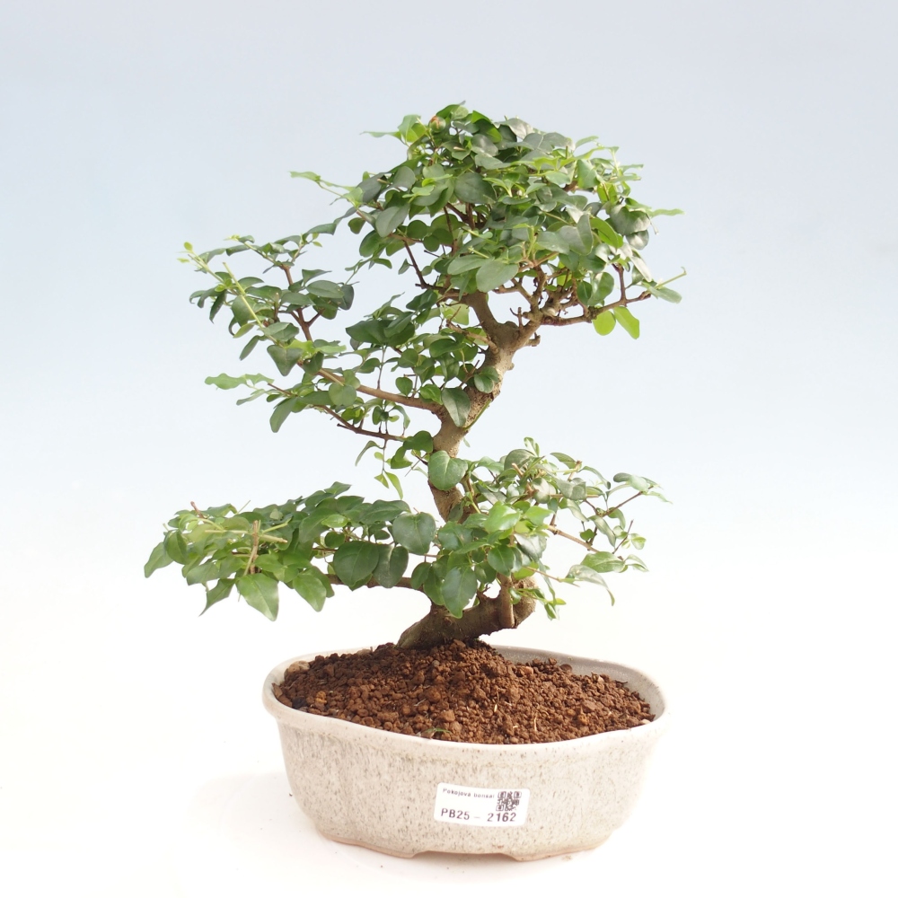 Indoor bonsai -Ligustrum chinensis - Bird's beak