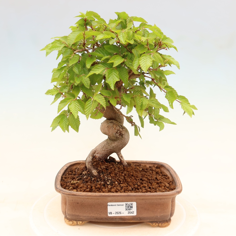 Outdoor bonsai -Carpinus coreana - Korean Hornbeam