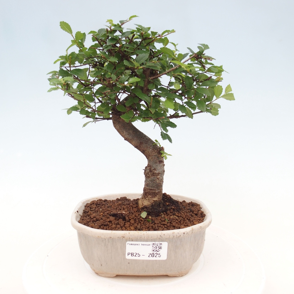 Room Malolistý elm bonsai