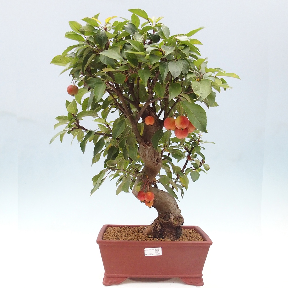 Outdoor bonsai - Malus halliana - Small-fruited apple tree