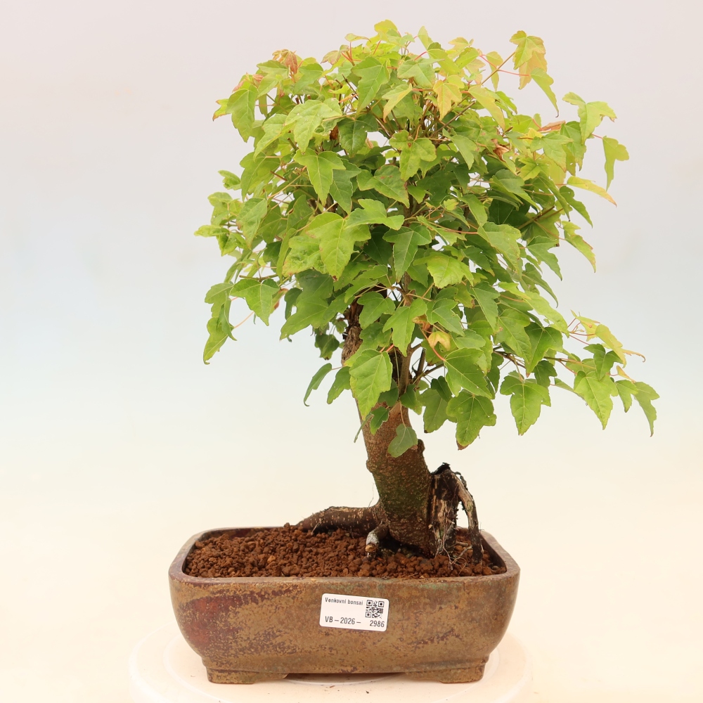 Outdoor bonsai - Maple Burger - Acer Burgerianum