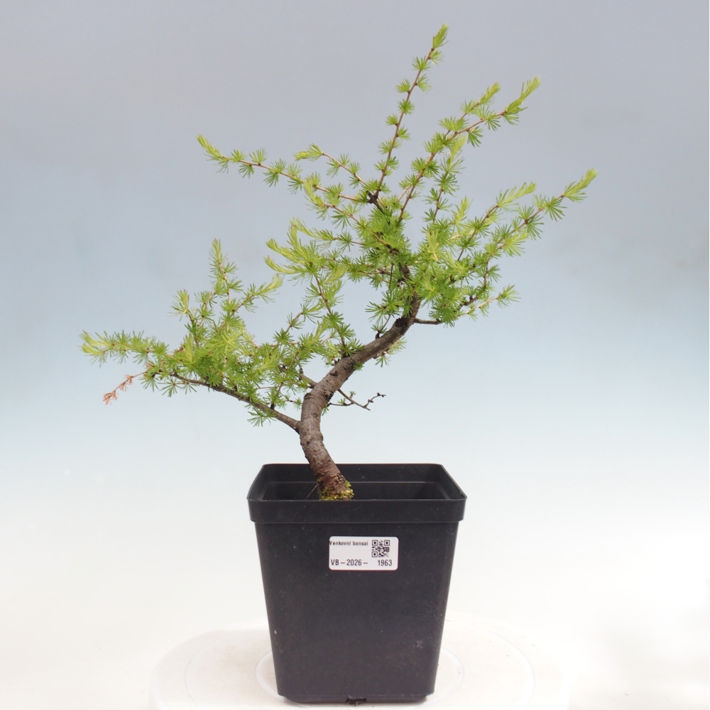 Outdoor bonsai -Larix decidua - Larch