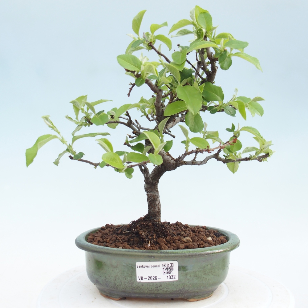 Outdoor bonsai - Chaneomeles chinensis