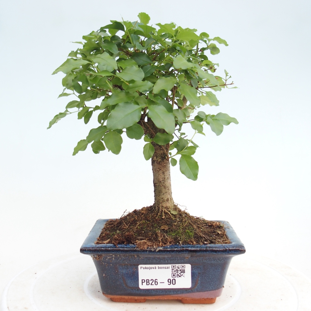 Room bonsai -Ligustrum chinensis - Birds Beak
