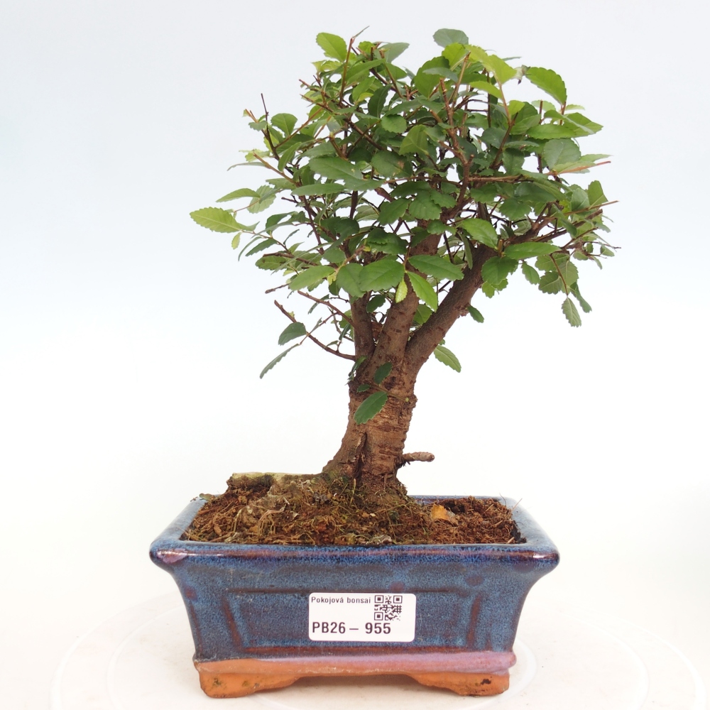 Room bonsai - Ulmus parvifolia - Small-leaved elm