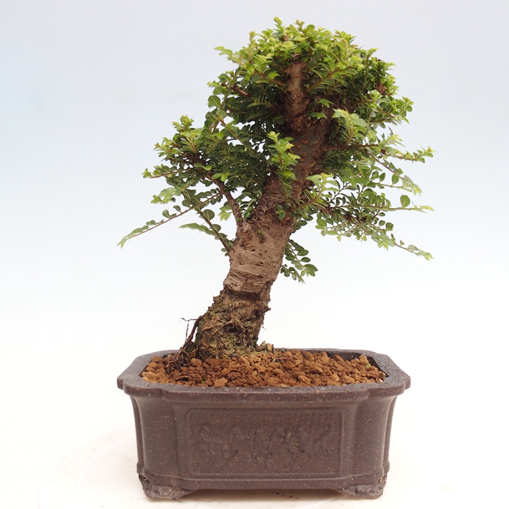 Outdoor bonsai - Ulmus parvifolia Hokkaido - Chinese elm