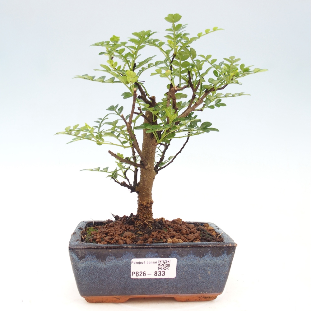 Room bonsai - Zantoxylum piperitum - pepper tree