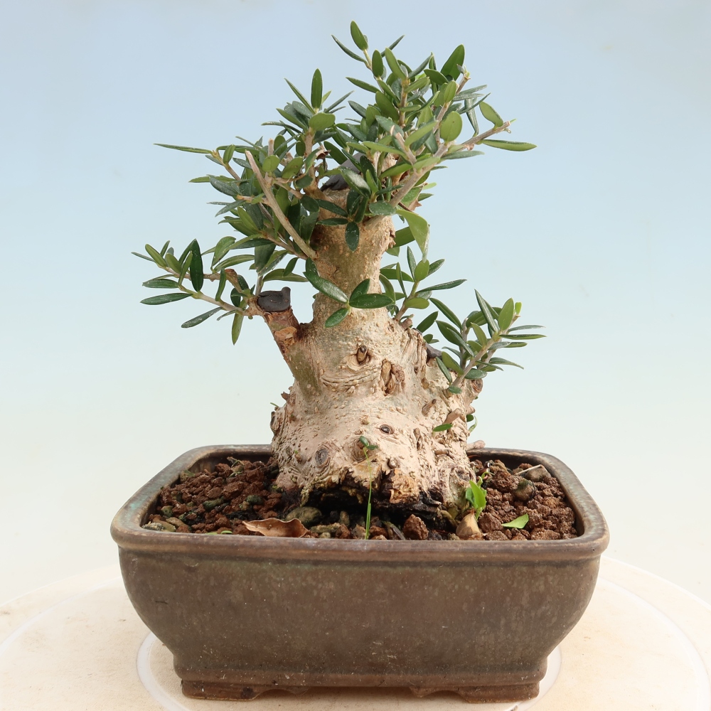 Indoor bonsai - Olea europaea sylvestris