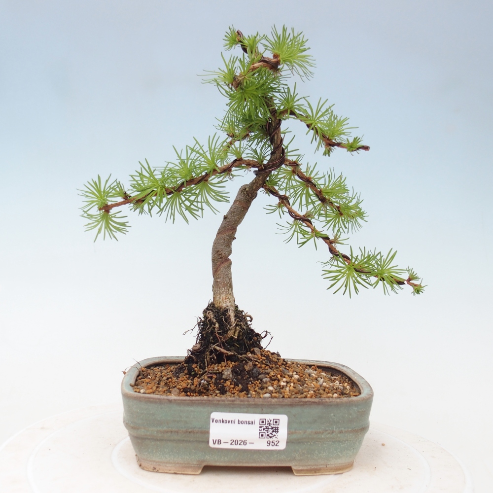 Outdoor bonsai - Larix Kaempferi - Japanese Larch