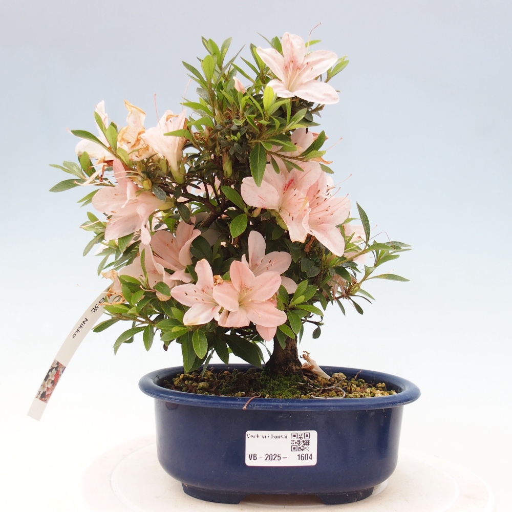 Outdoor bonsai - Japanese azalea - Azalea Nikko