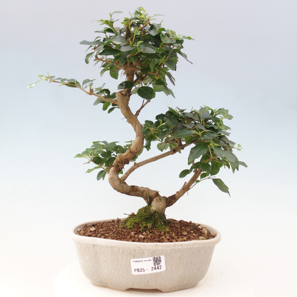 Indoor bonsai -Ligustrum chinensis - Bird's beak