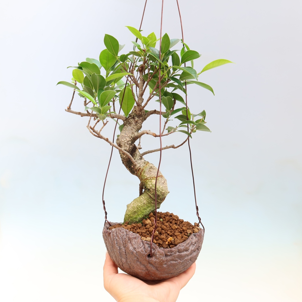 Kokedama in a ceramic pot - small-leaved ficus - Ficus kimmen