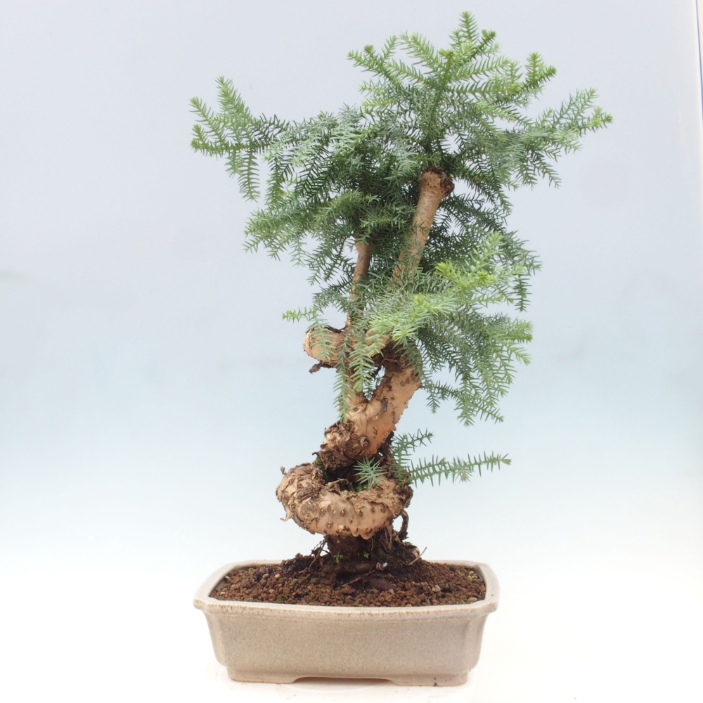 Room bonsai - Araukarie - room spruce