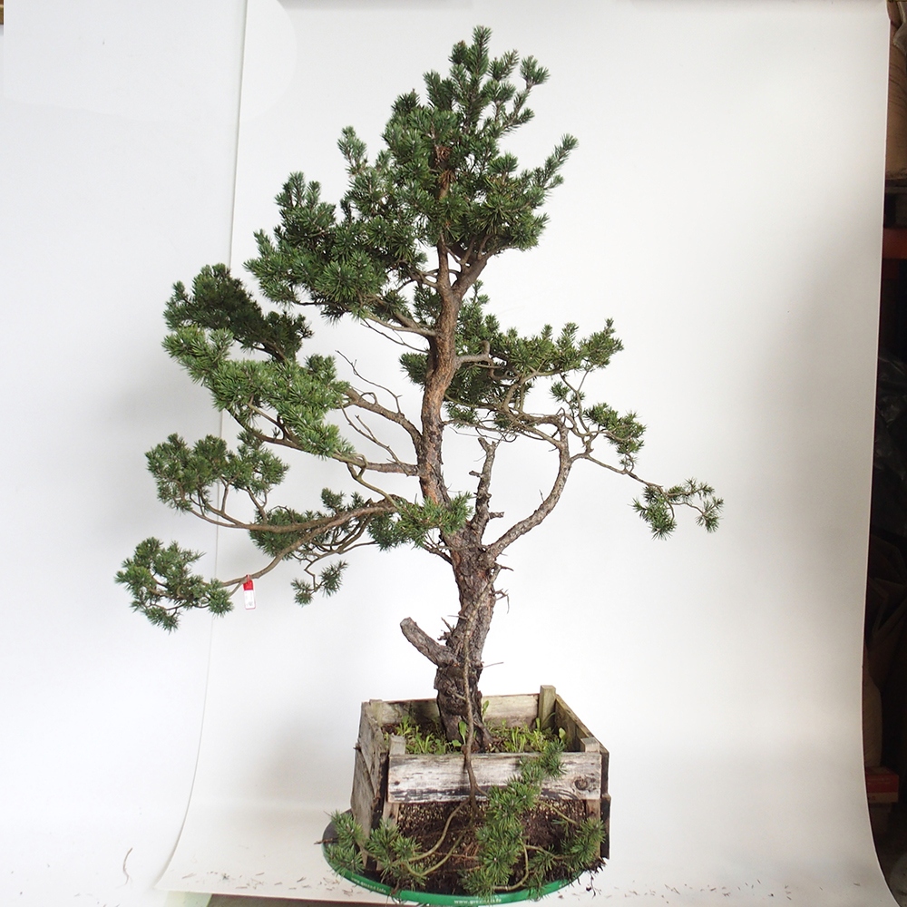 Yamadori - Pinus sylvestris Spain