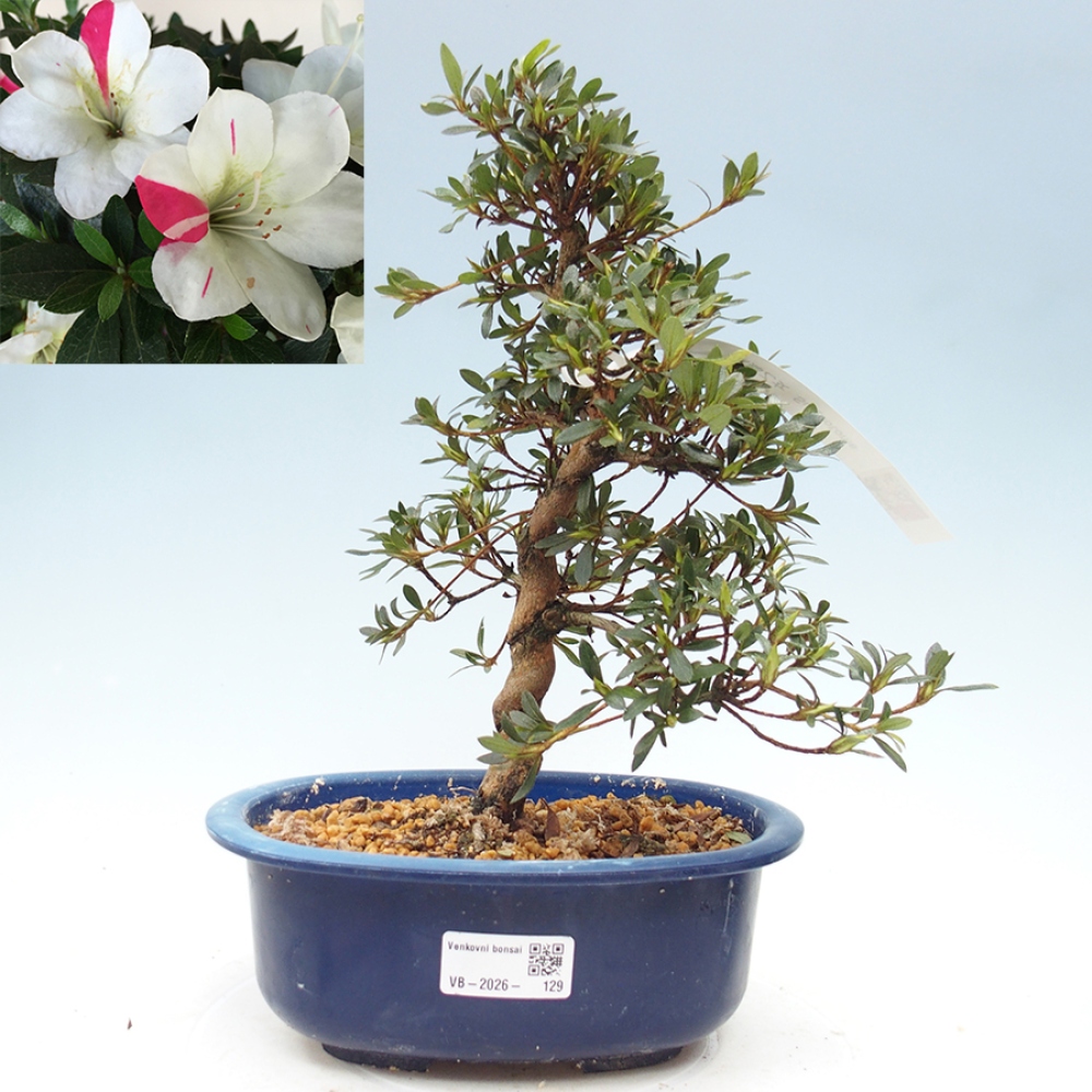 Outdoor bonsai - Japanese Azalea - Azalea Suigootome