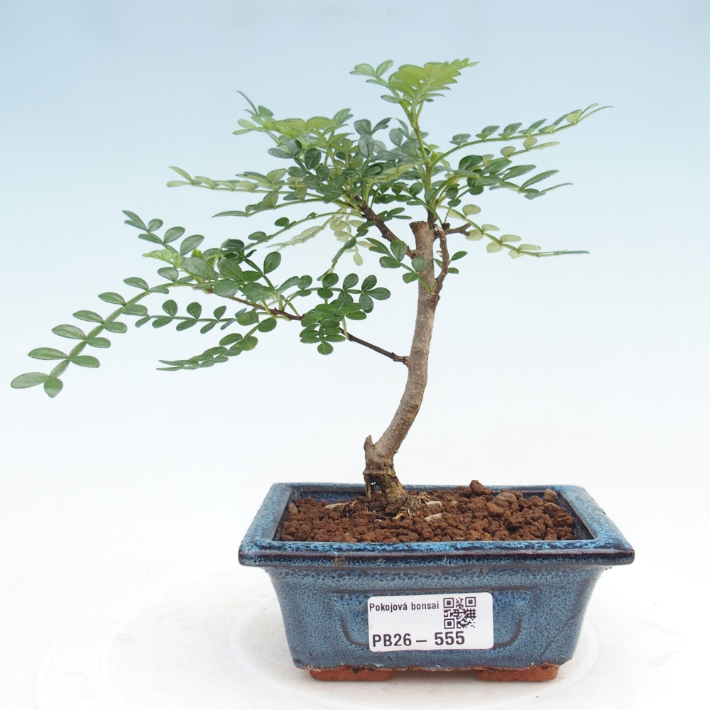 Room bonsai - Zantoxylum piperitum - pepper tree