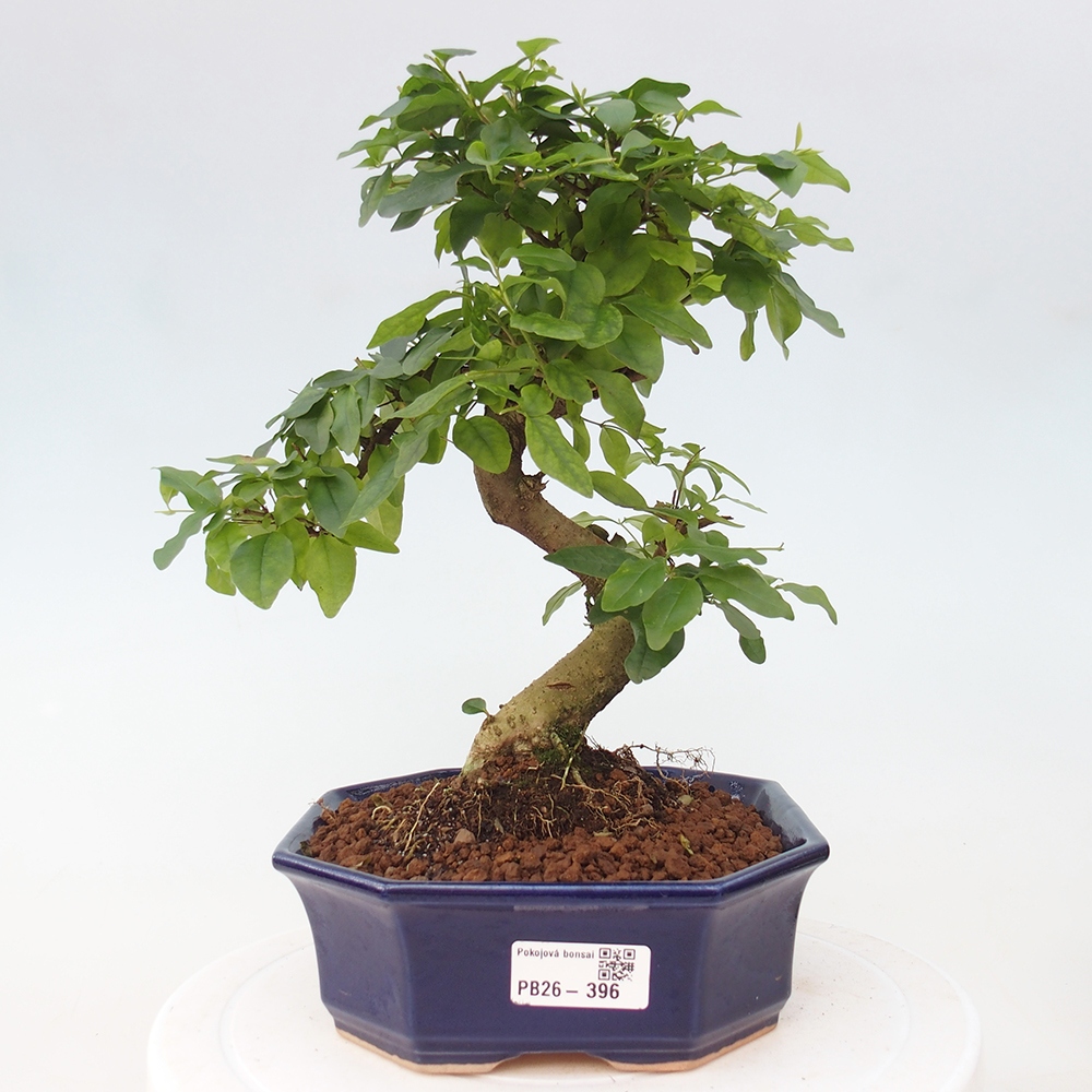 Room bonsai -Ligustrum chinensis - Birds Beak