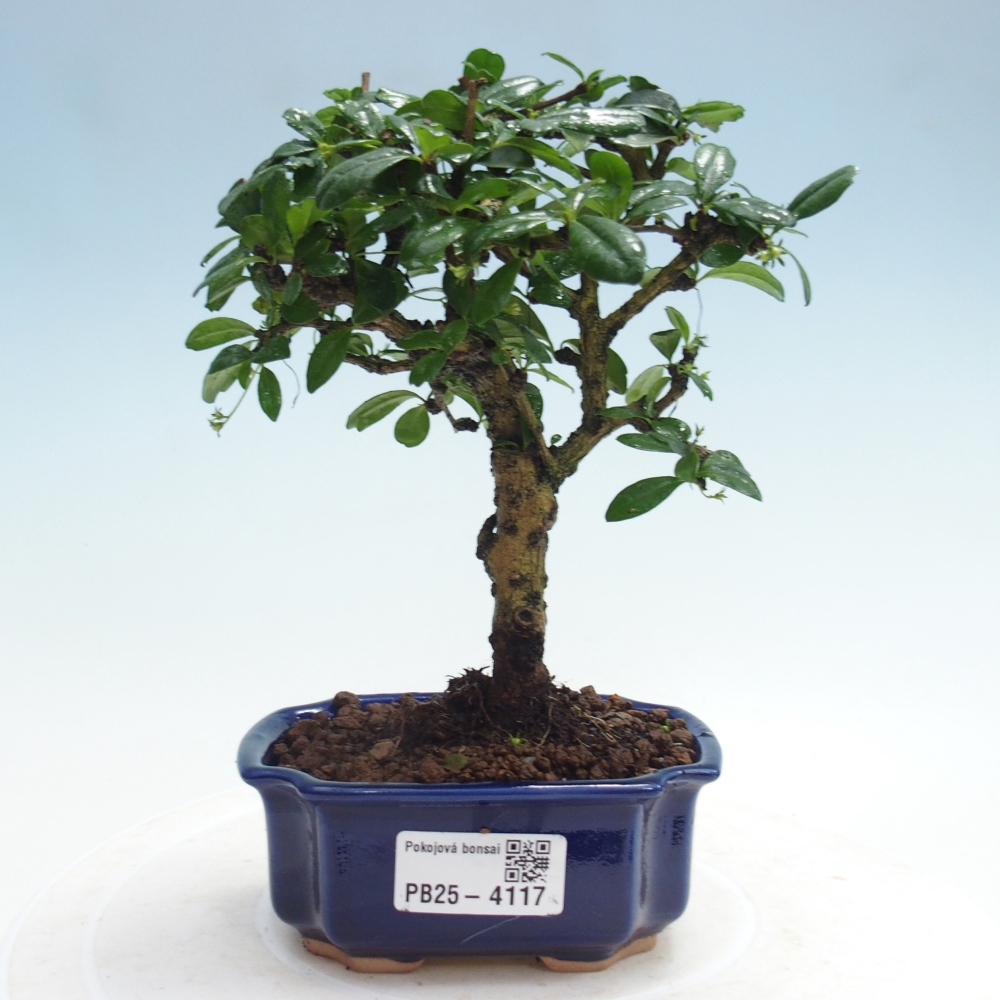 Room bonsai - Carmona macrophylla - Tea fuki