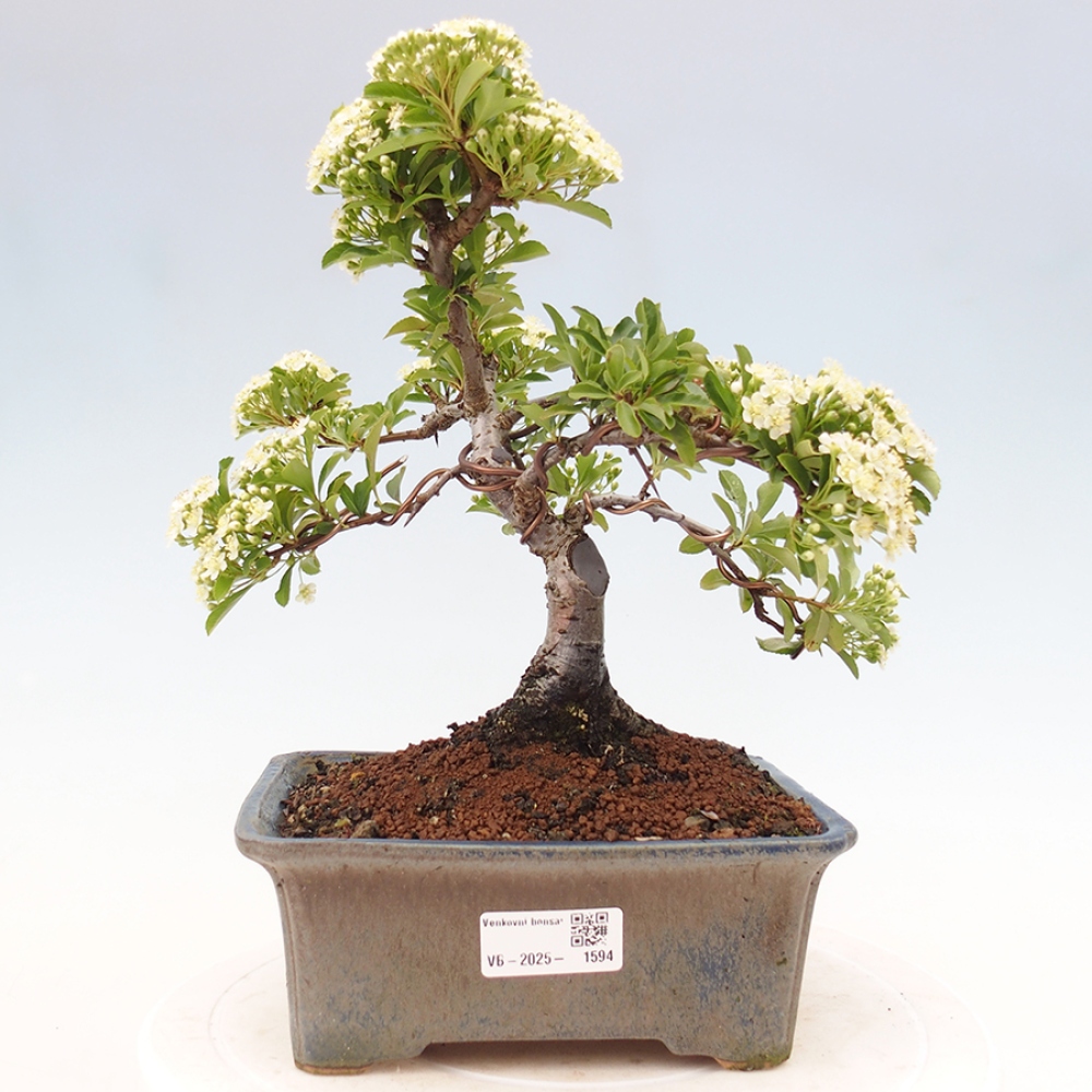 Outdoor Bonsai-Pyracanta Teton -Bakery
