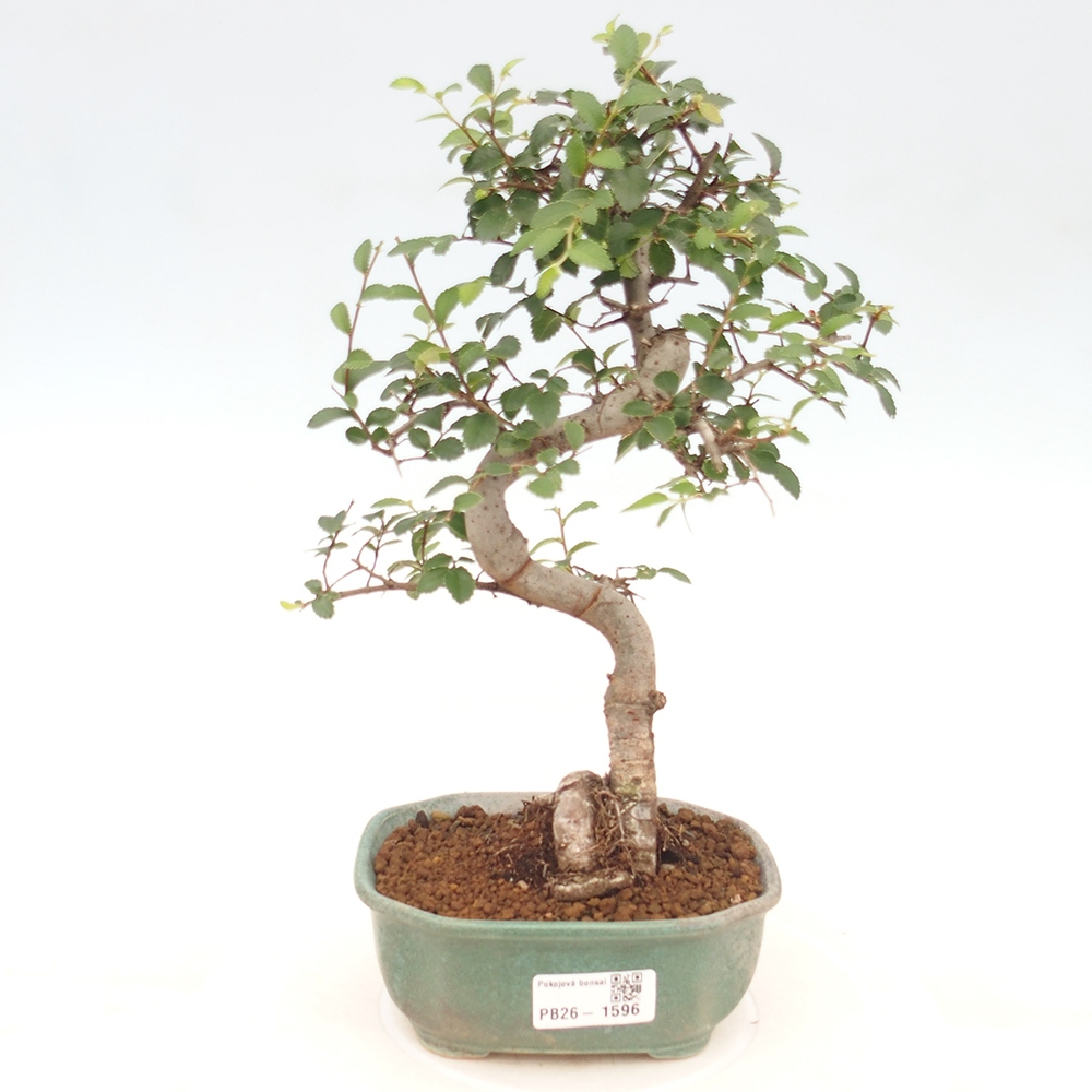 Room bonsai - Ulmus parvifolia - Small-leaved elm
