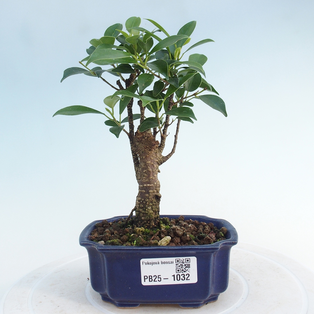 Indoor bonsai - Small-leaved ficus - Ficus kimmen